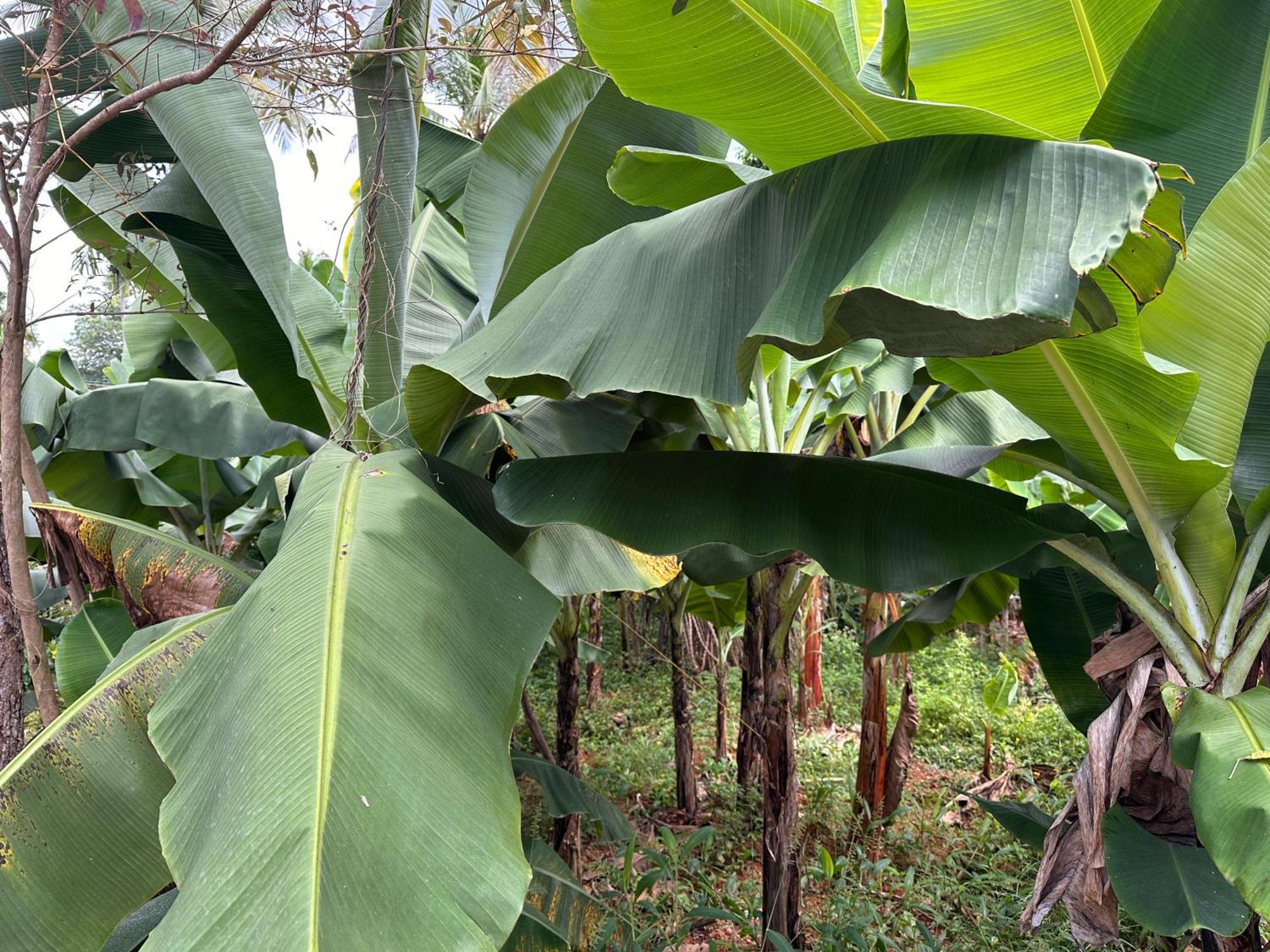 טריואנדרום Kattil Farm Stay Varkala מראה חיצוני תמונה