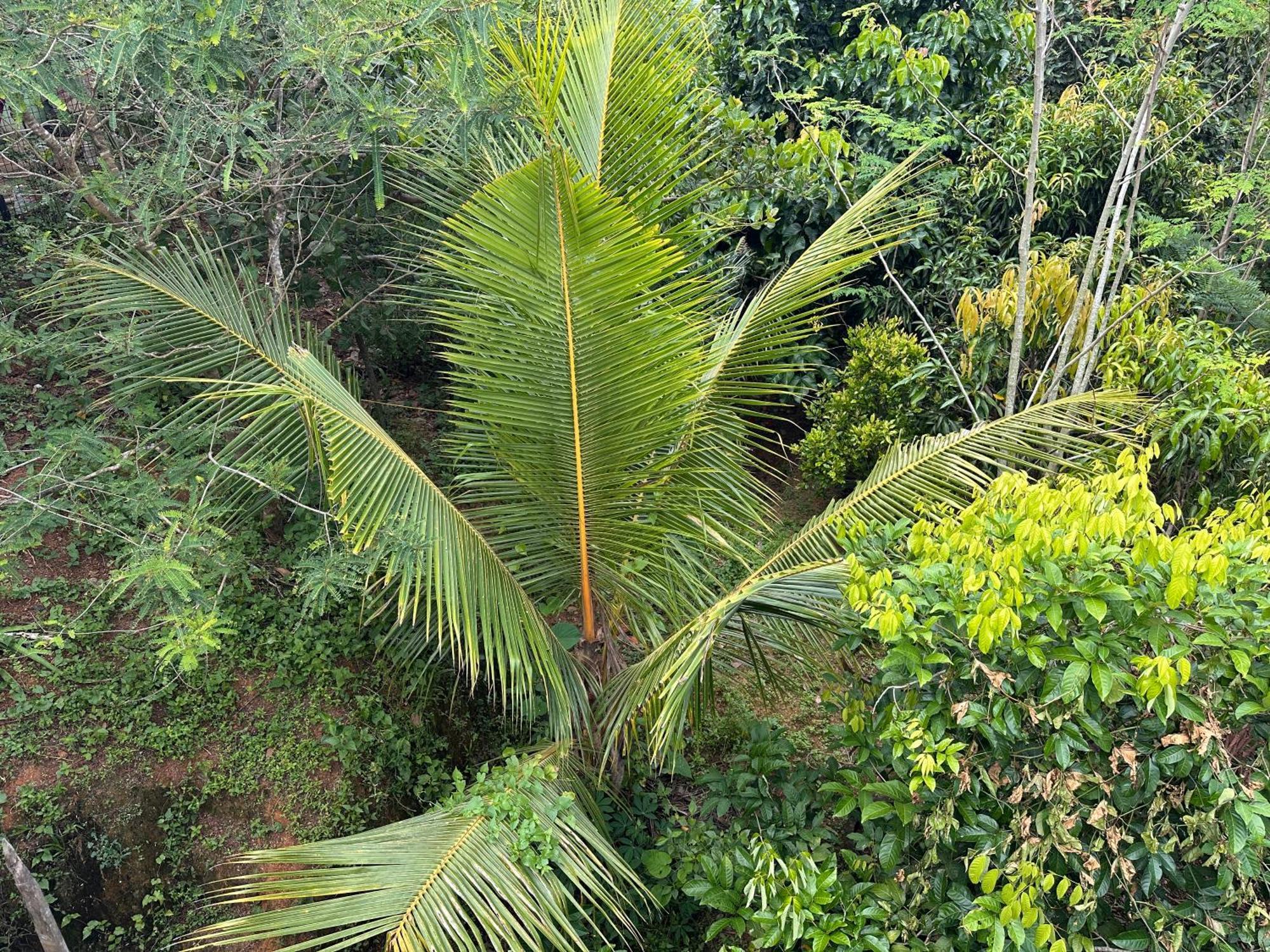 טריואנדרום Kattil Farm Stay Varkala מראה חיצוני תמונה