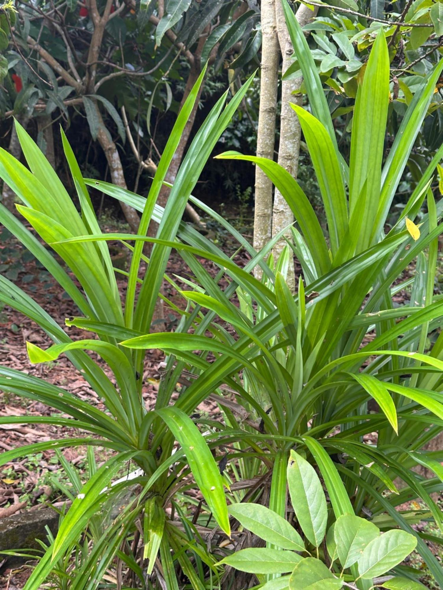 טריואנדרום Kattil Farm Stay Varkala מראה חיצוני תמונה