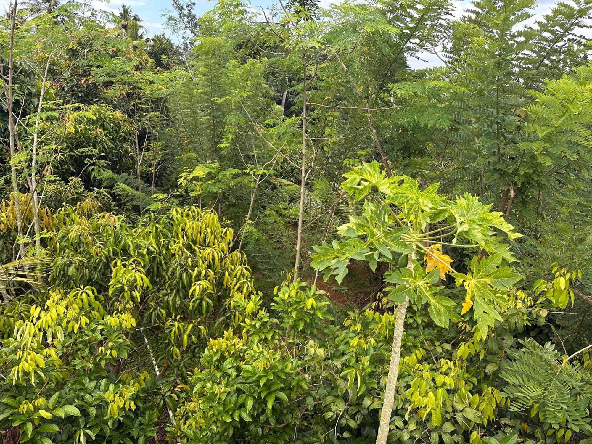 טריואנדרום Kattil Farm Stay Varkala מראה חיצוני תמונה