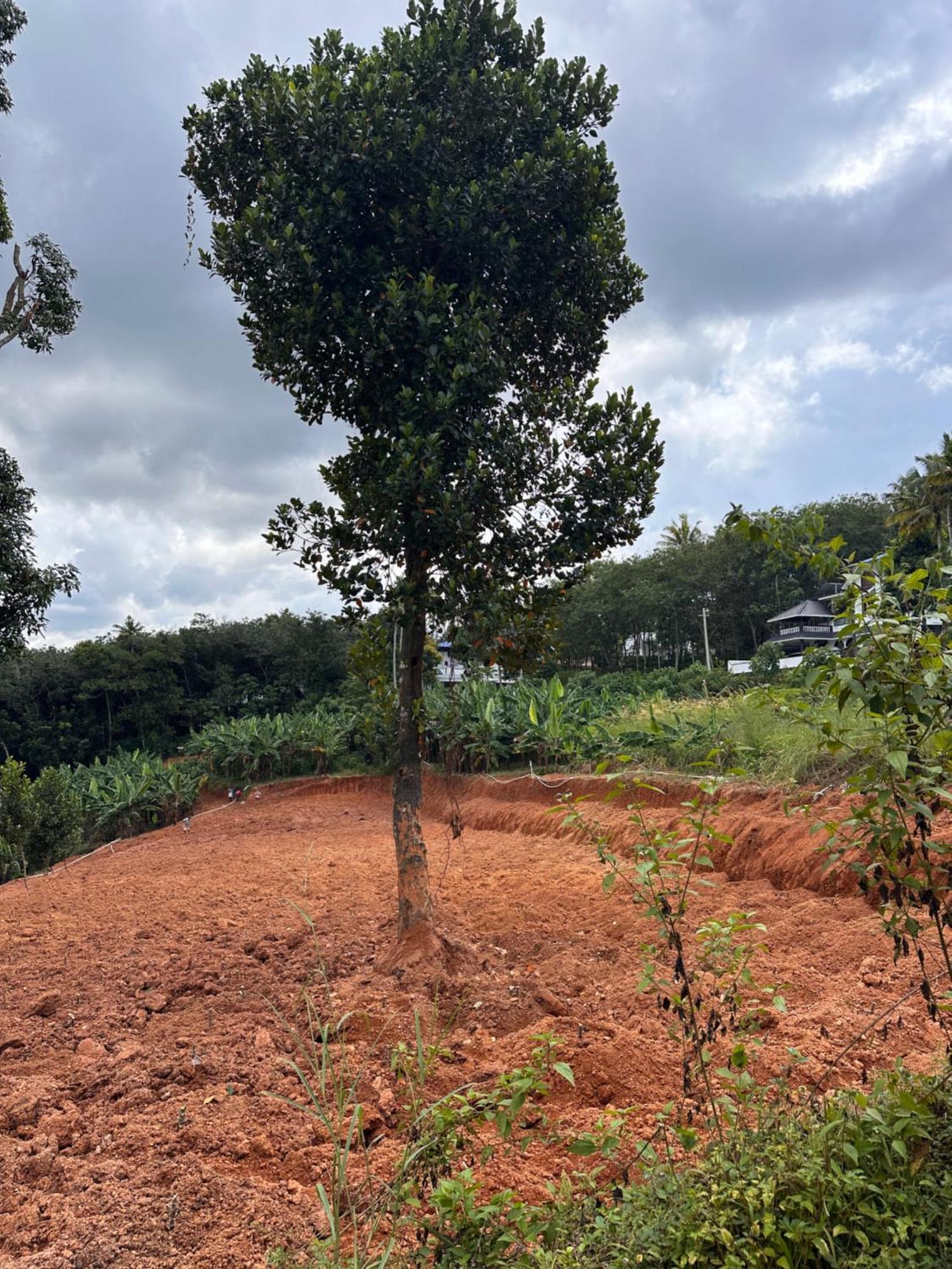 טריואנדרום Kattil Farm Stay Varkala מראה חיצוני תמונה