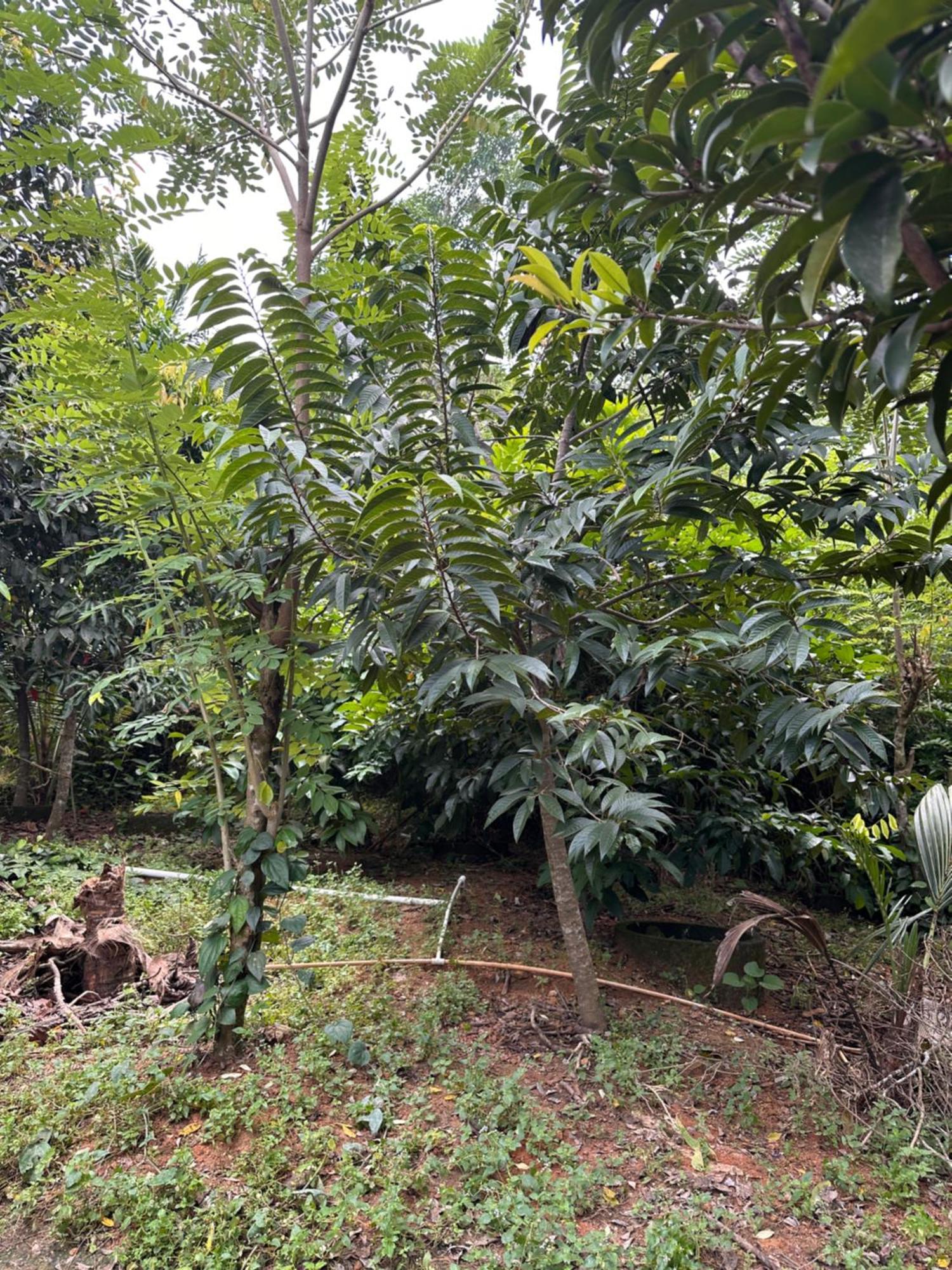 טריואנדרום Kattil Farm Stay Varkala מראה חיצוני תמונה