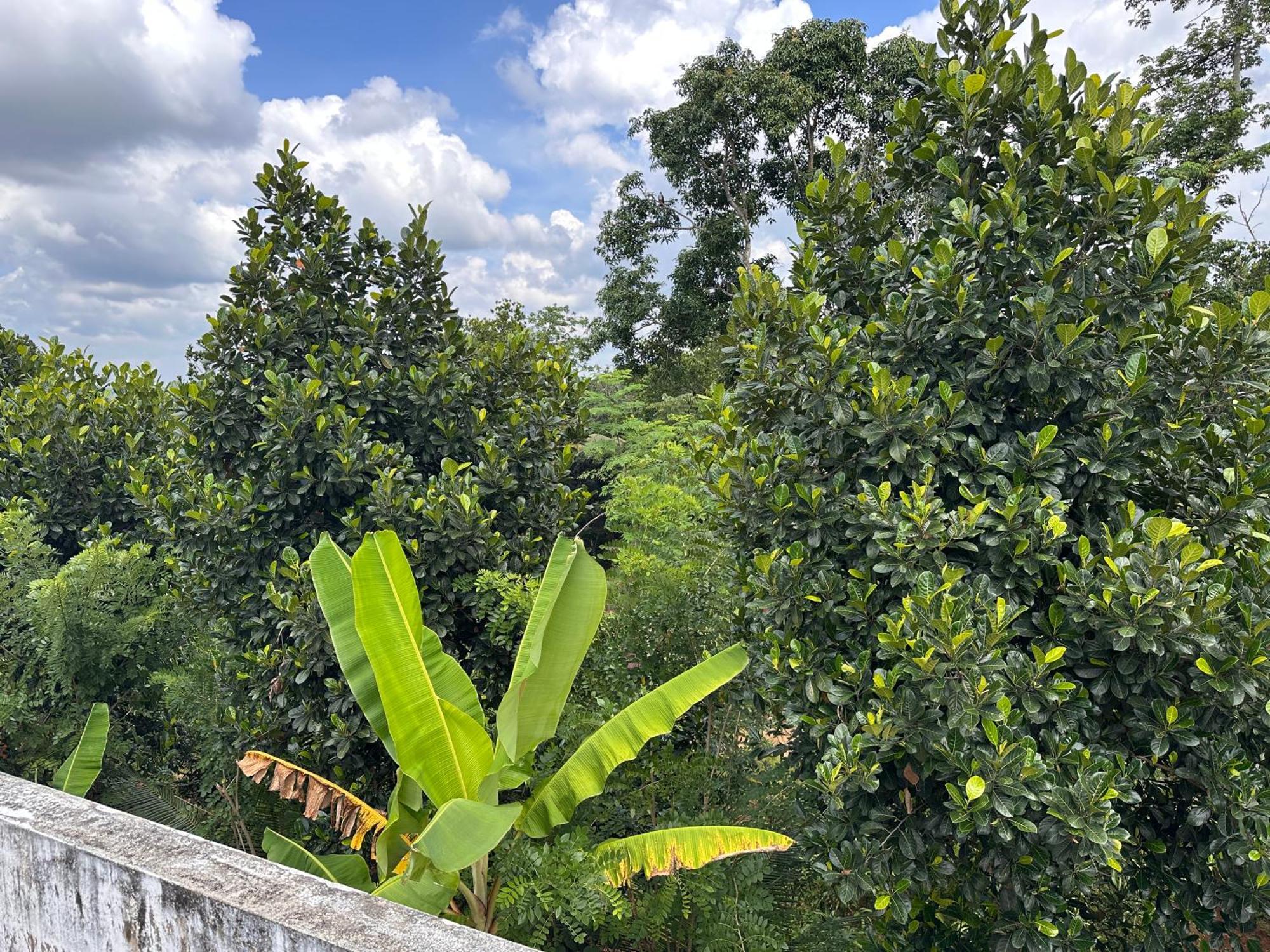 טריואנדרום Kattil Farm Stay Varkala מראה חיצוני תמונה