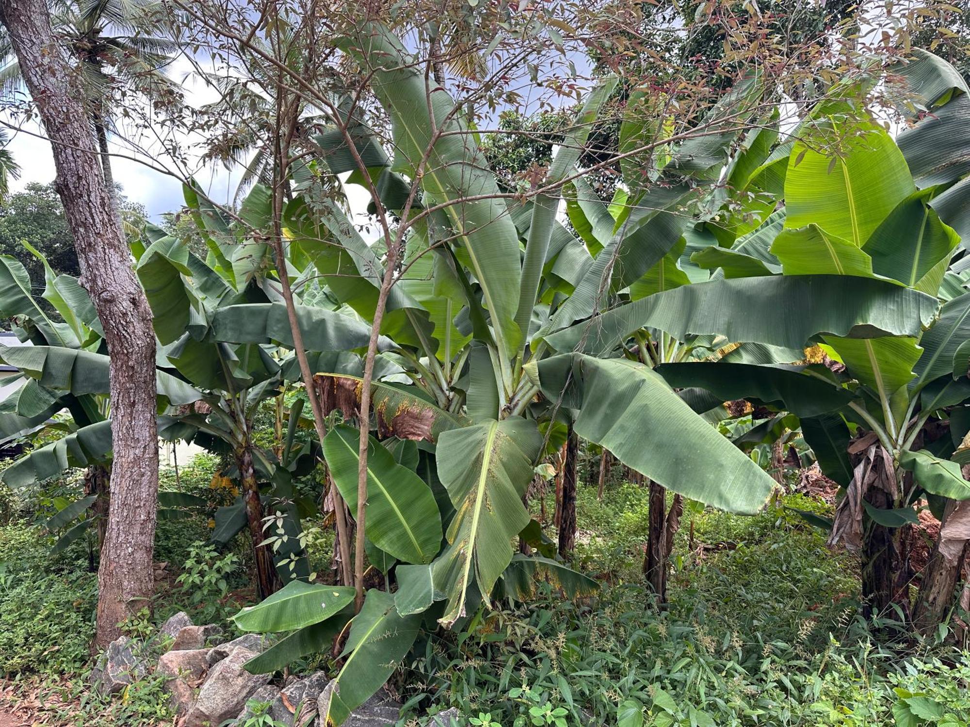 טריואנדרום Kattil Farm Stay Varkala מראה חיצוני תמונה