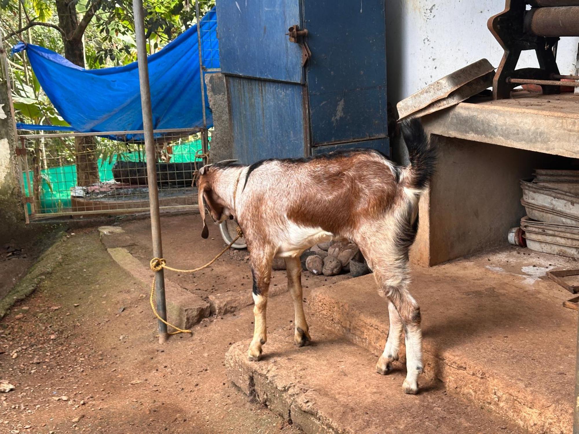 טריואנדרום Kattil Farm Stay Varkala מראה חיצוני תמונה