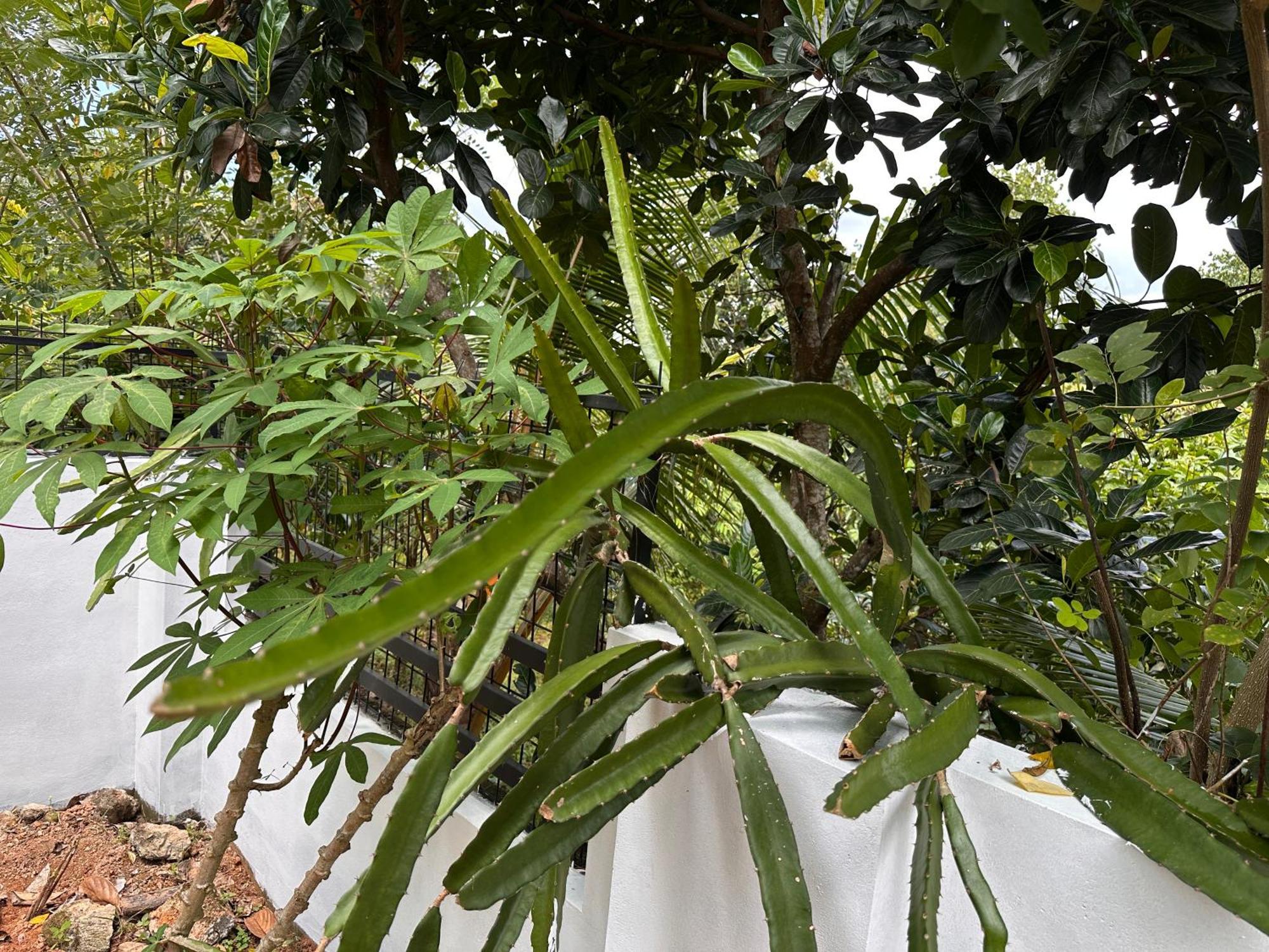 טריואנדרום Kattil Farm Stay Varkala מראה חיצוני תמונה