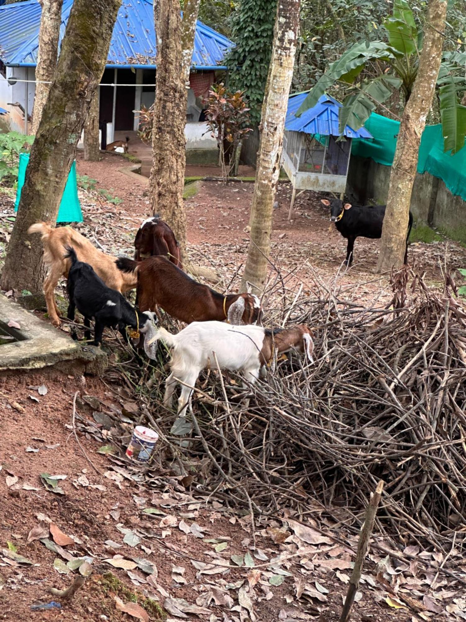 טריואנדרום Kattil Farm Stay Varkala מראה חיצוני תמונה